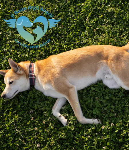 Cane sdraiato in un giardino