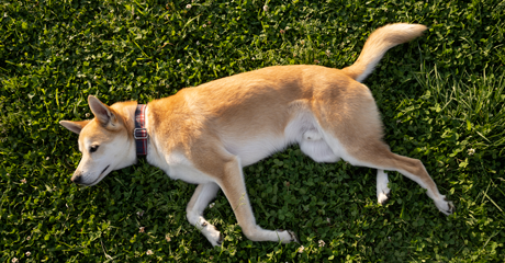 Cane sdraiato in un giardino
