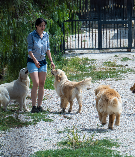 Pensioni per Animali: Come Scegliere la Migliore per il Tuo Pet