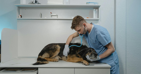 Cane duranteuna visita veterinaria.