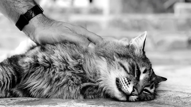 Come affrontare il lutto di un animale